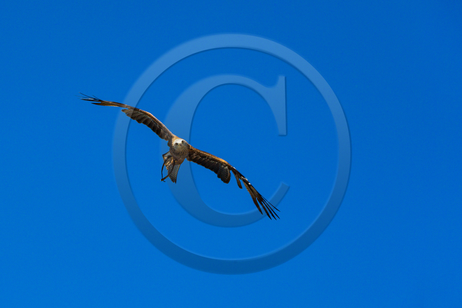 Parc animalier de Serre-Ponçon, milan noir, Milvus migrans