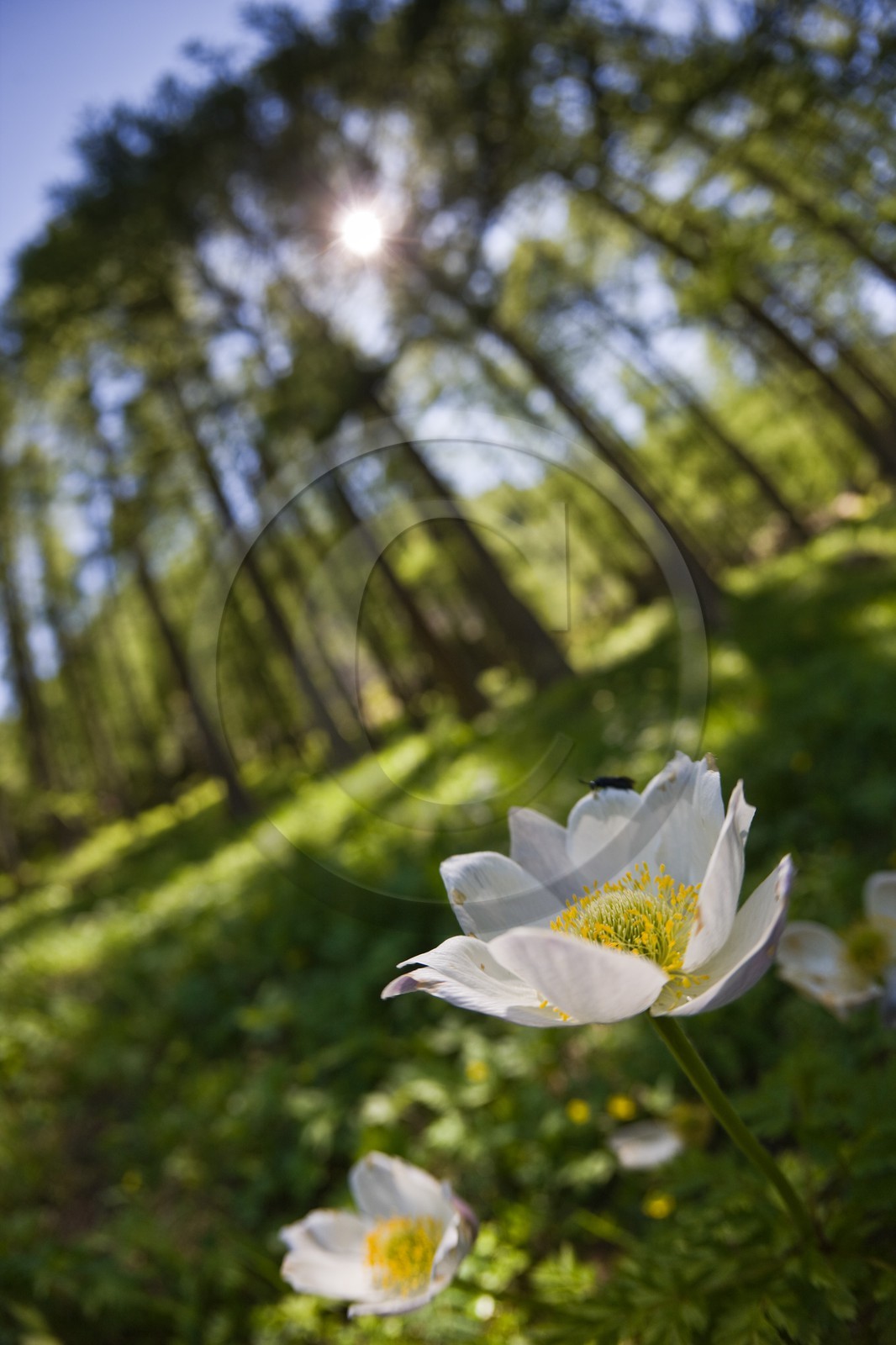 Anémone des Alpes, Pulsatilla alpina