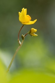 Petite utriculaire, Utricularia minor