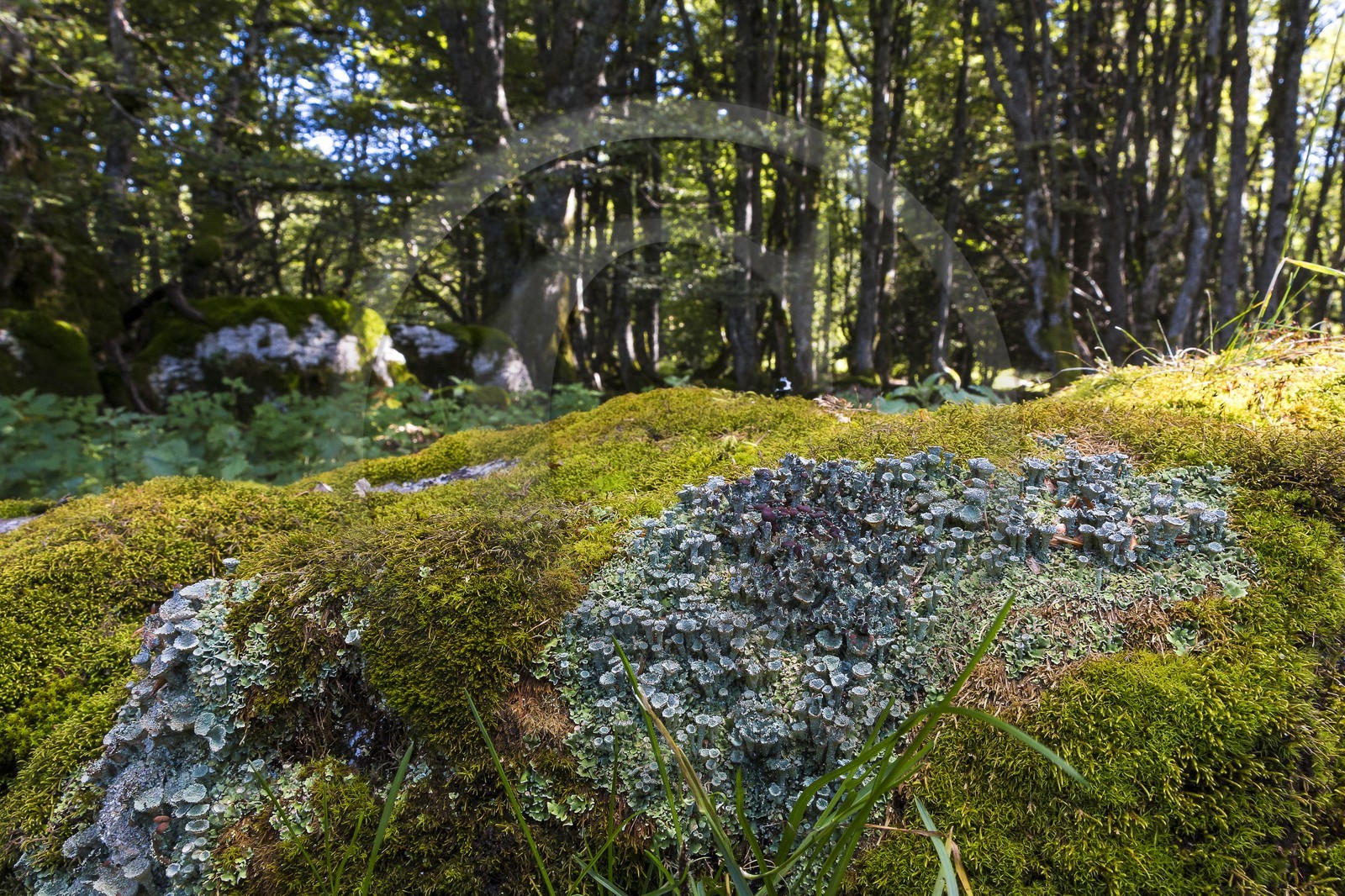 ENS de l'Isère, Plateau de la Molière et du Sornin