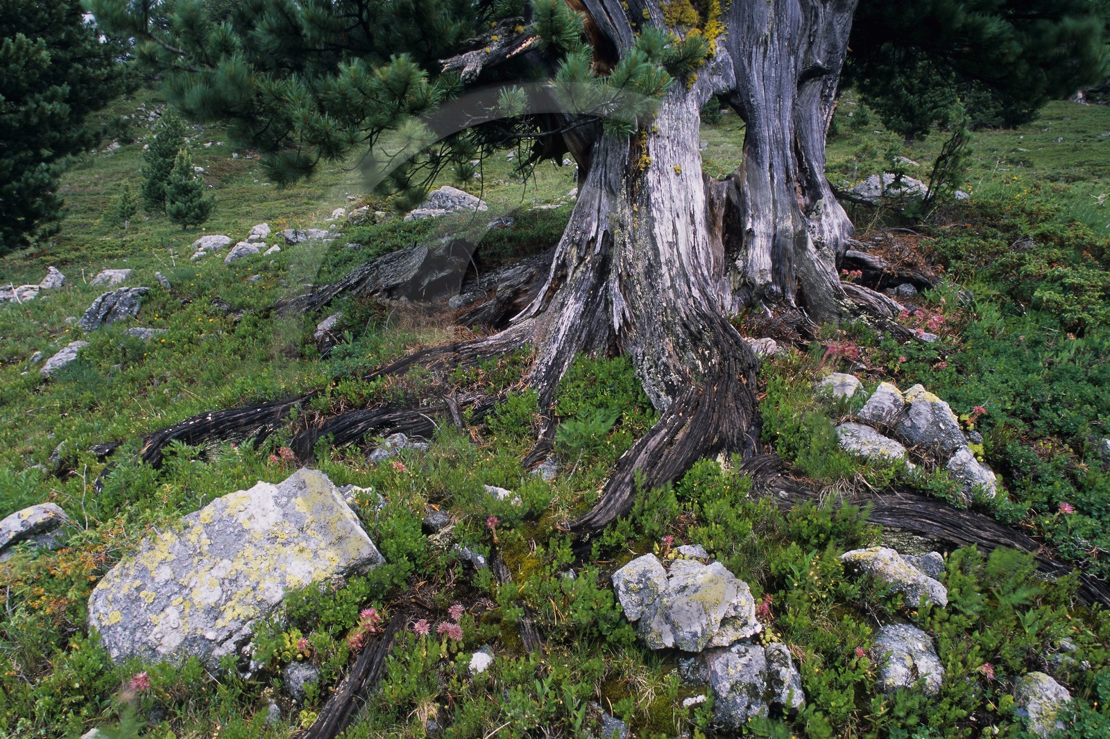 Bois des Ayes, Pin cembro