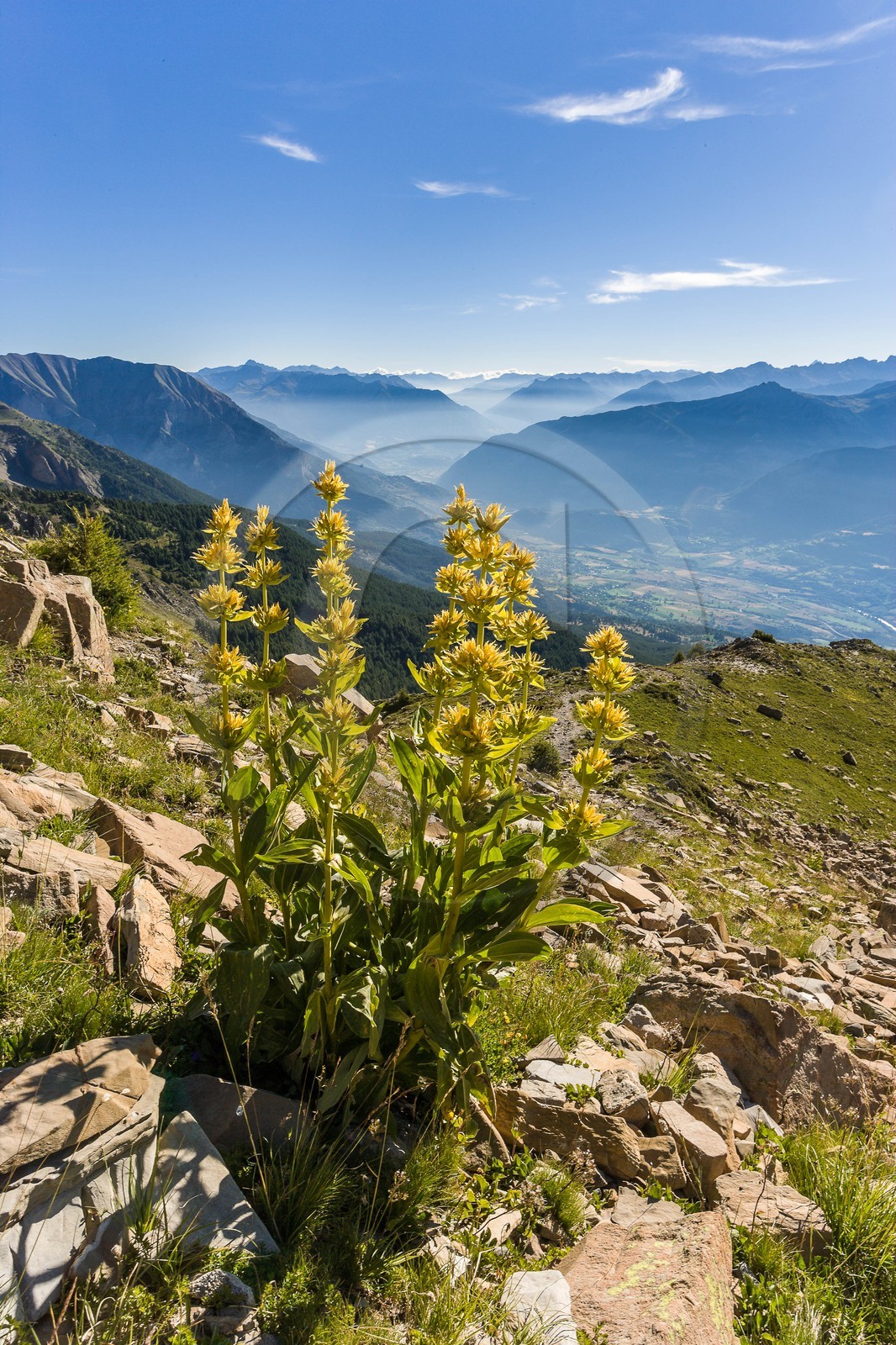 Gentiane jaune, Gentiana lutea
