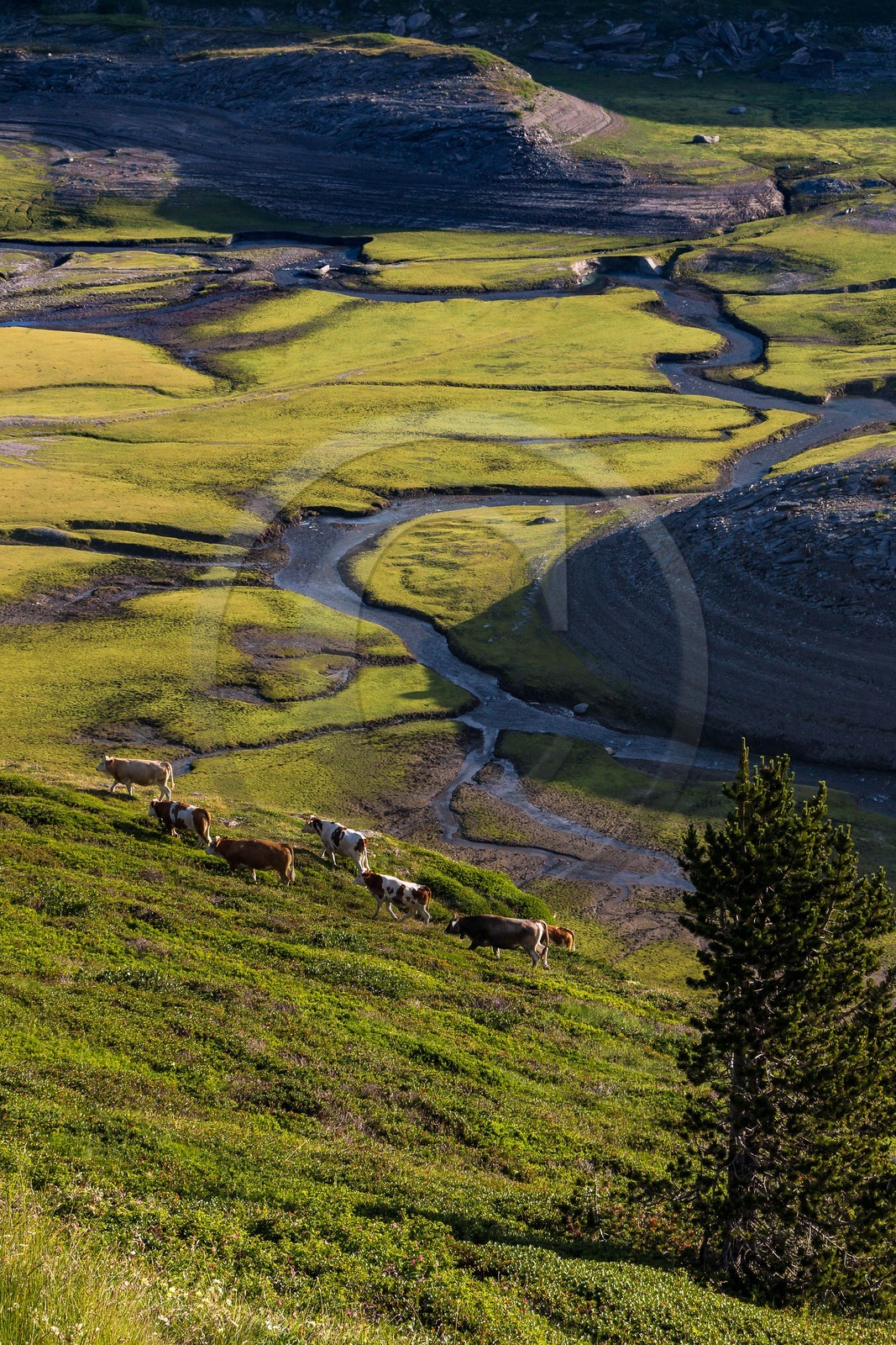 alpages du lac du Mont-Cenis