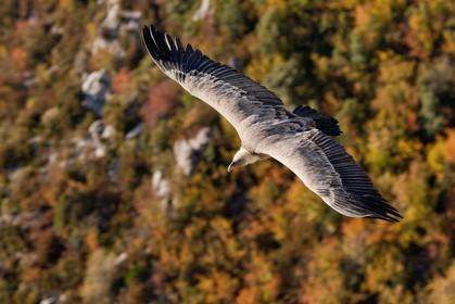Vautour fauve, Gyps fulvus