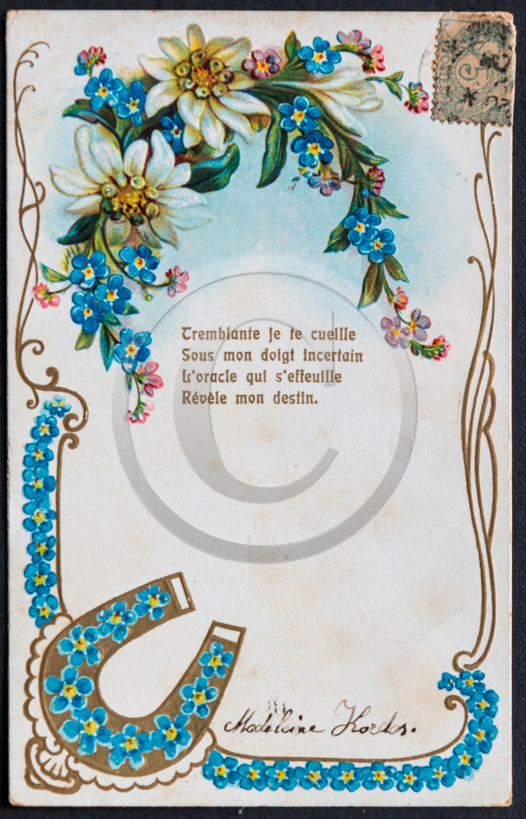 Edelweiss, Leontopodium alpinum