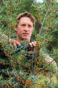 David Viveau agriculteur, producteur de baies d'argousier