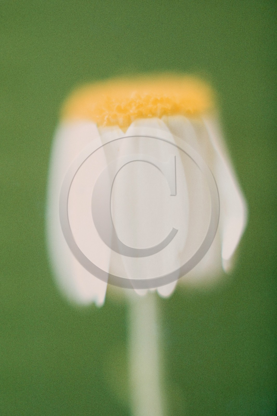 Marguerite commune, Leucanthemum vulgare