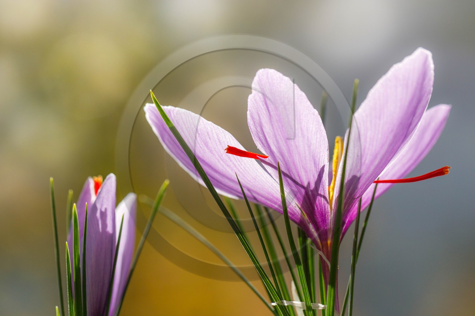 safran, le crocus sativus
