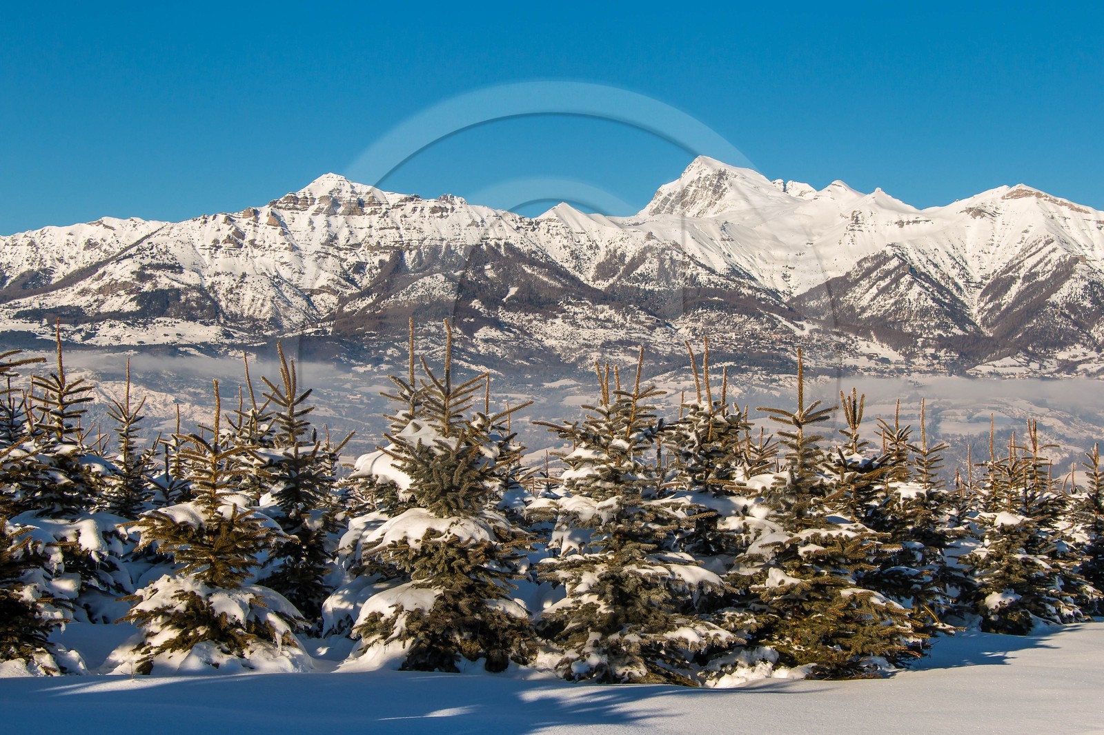 Pépinière Robin, producteur de sapin de Noël