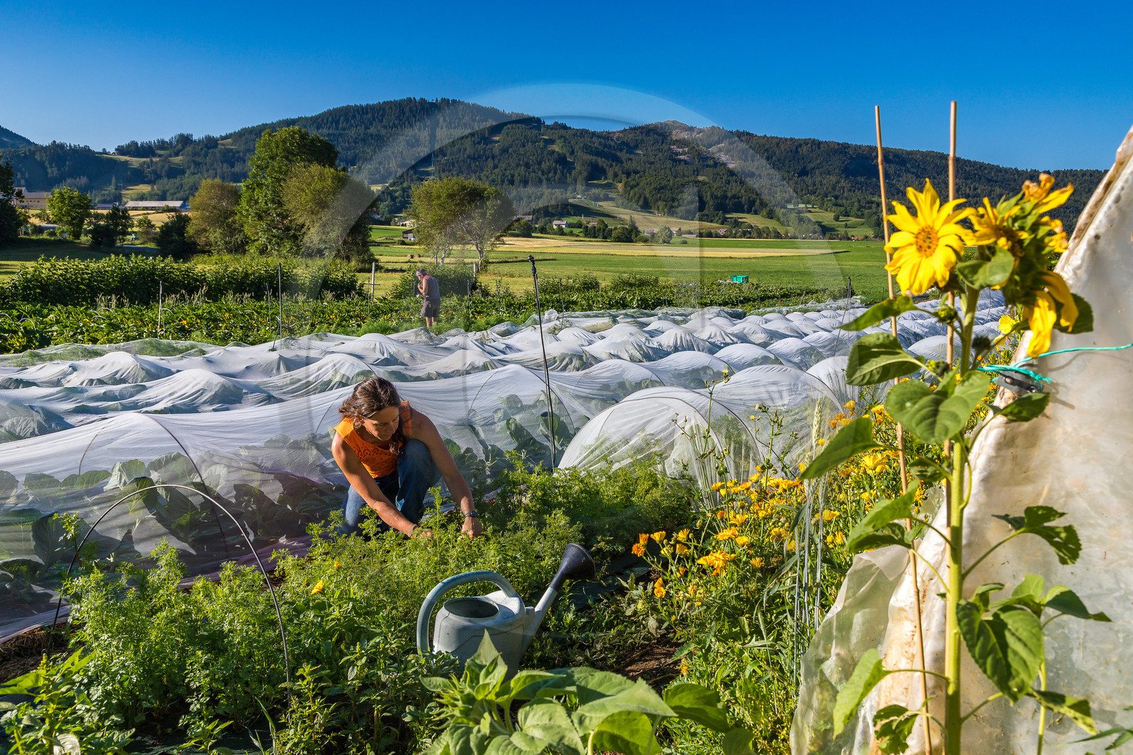 LéguMontagne Sylvie Jaussaud , Maraîchères bio