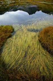Lacs du Désert de Platé, Potamogeton pusillus