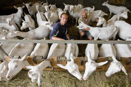 Jean-François Escallier avec son père, éléveurs chèvres