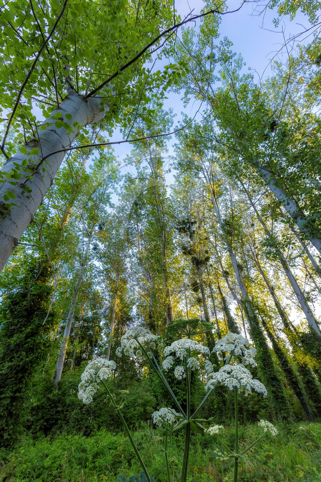 ENS de l'Isère, , le méandre des Oves