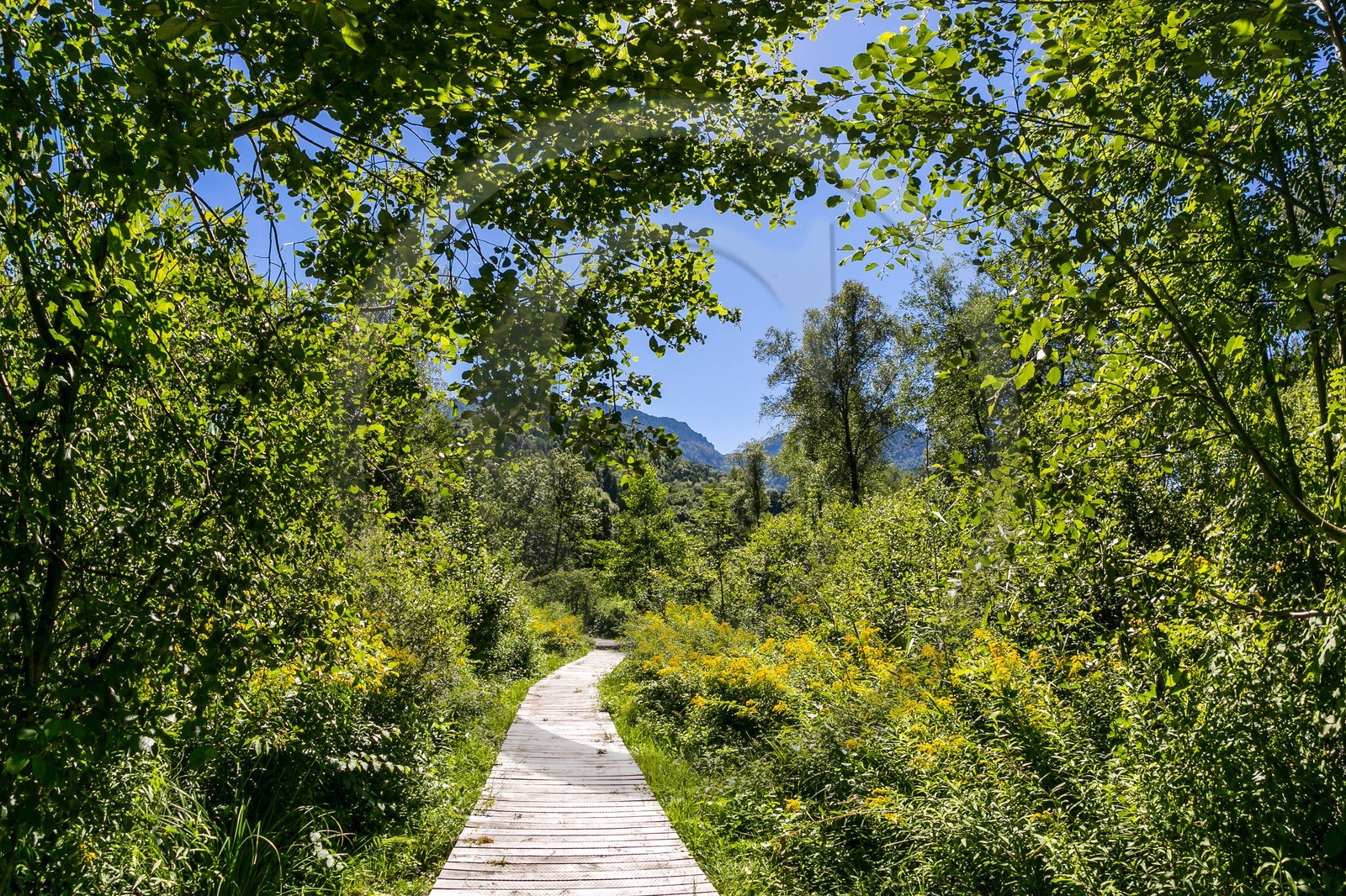 ENS de l'Isère, Tourbières de l'Herretang