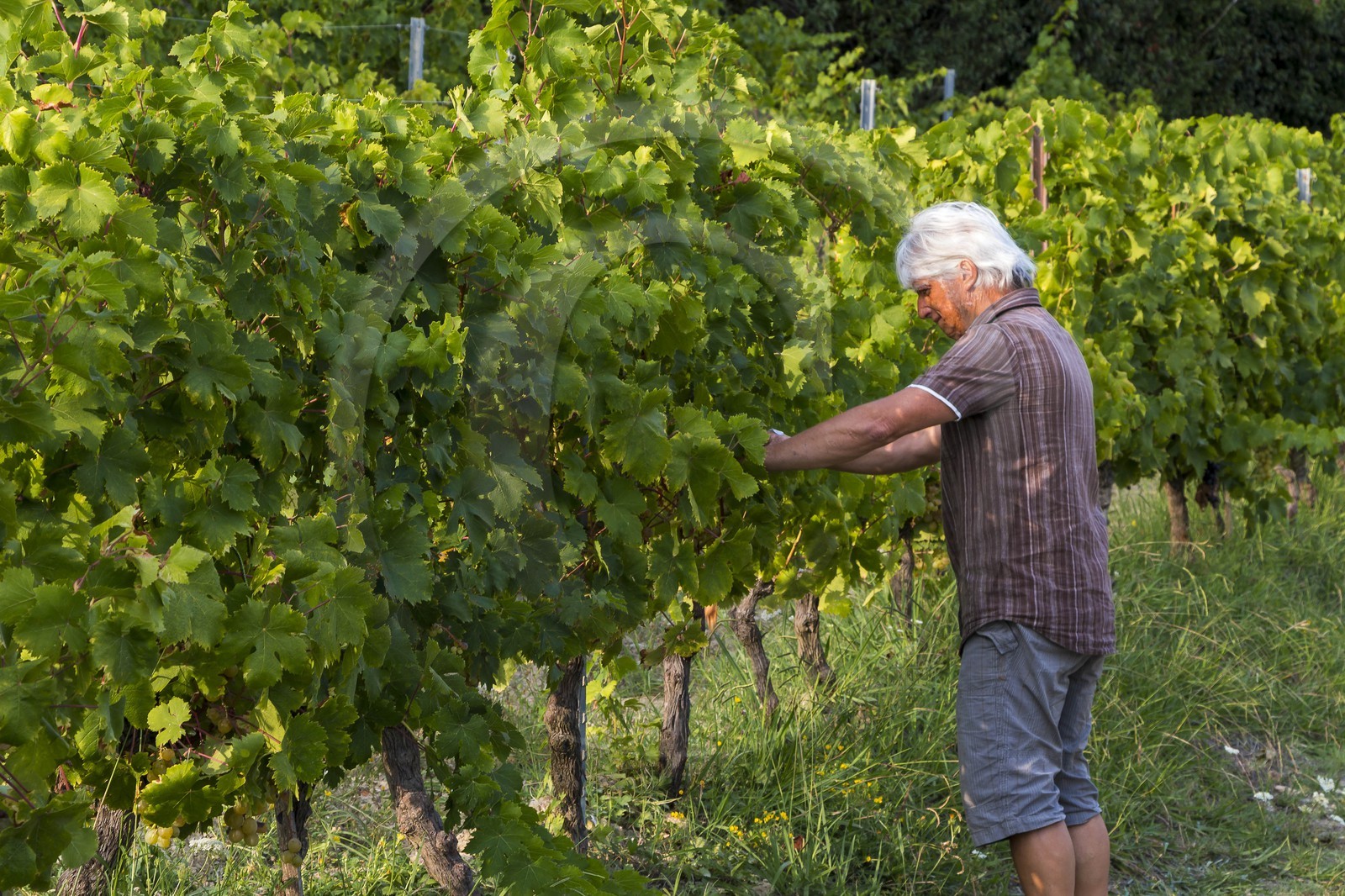 Vignoble de Saint-Jeannet, propriétaire récoltant Denis Rasse