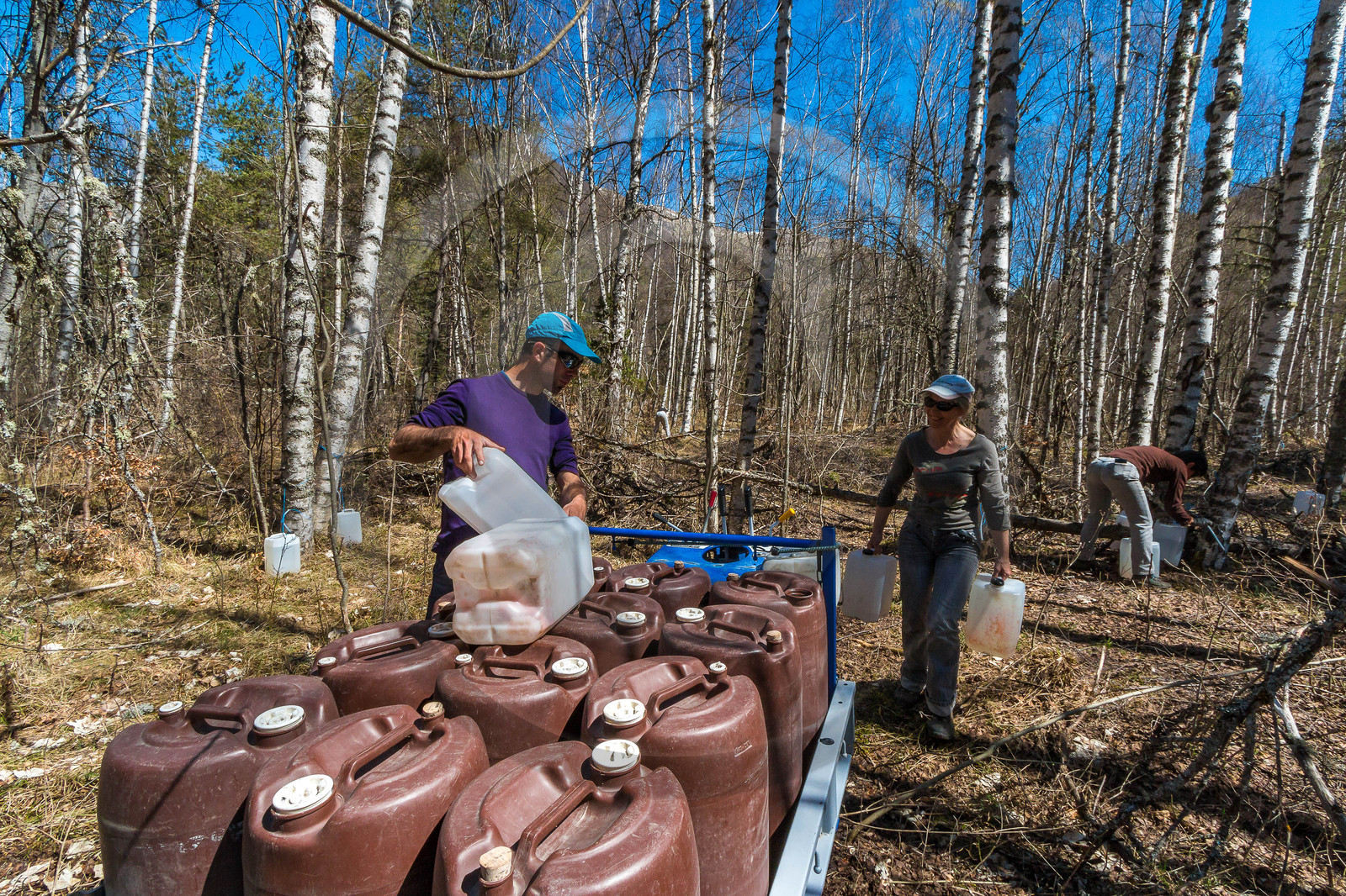 Récolte de sève de bouleau
