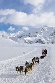 Chiens d'attelage