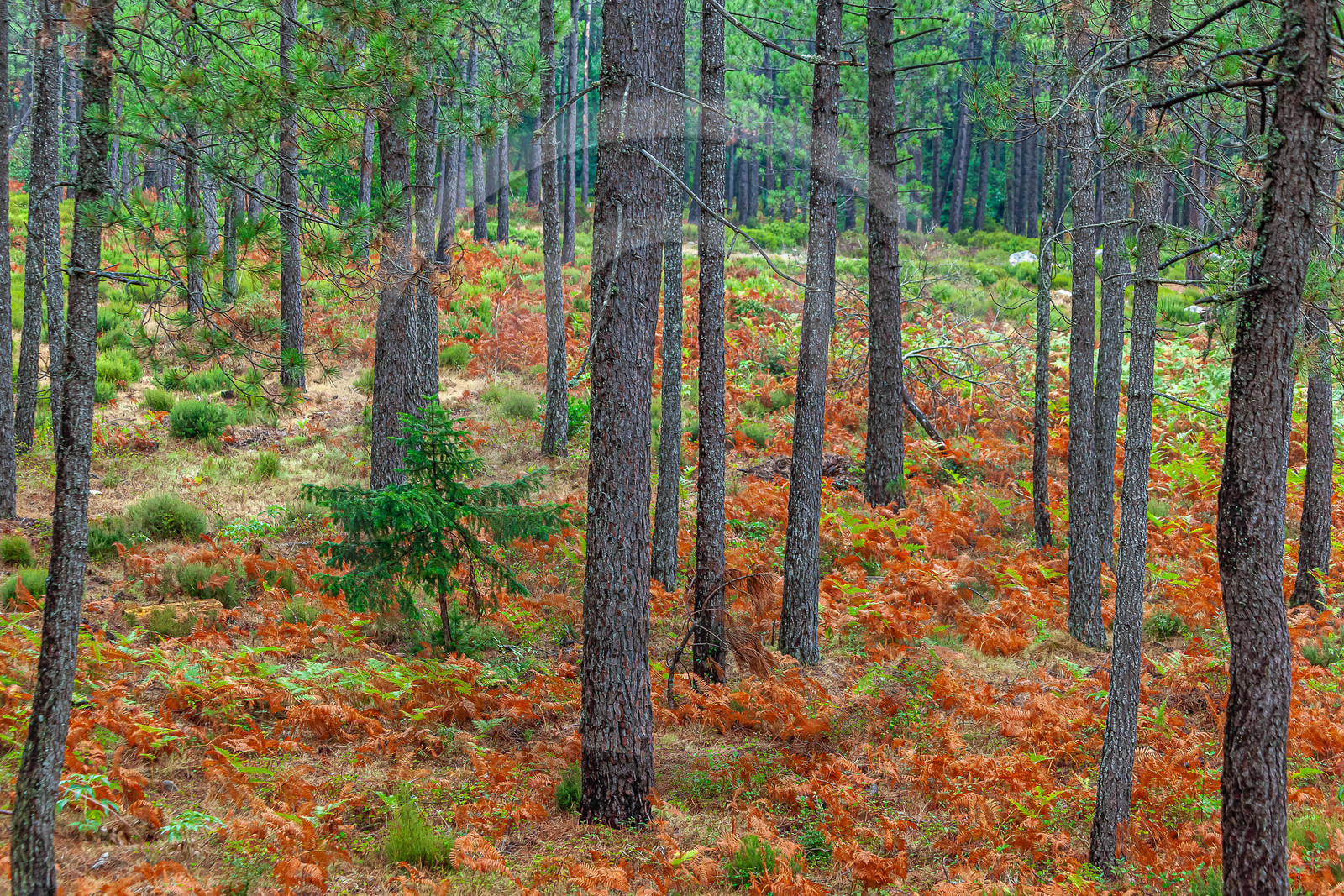 Forêt de l'Ospedale, Pins laricio de Corse