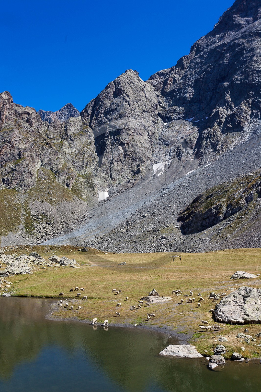 Lac de Vallonpierre, troupeau