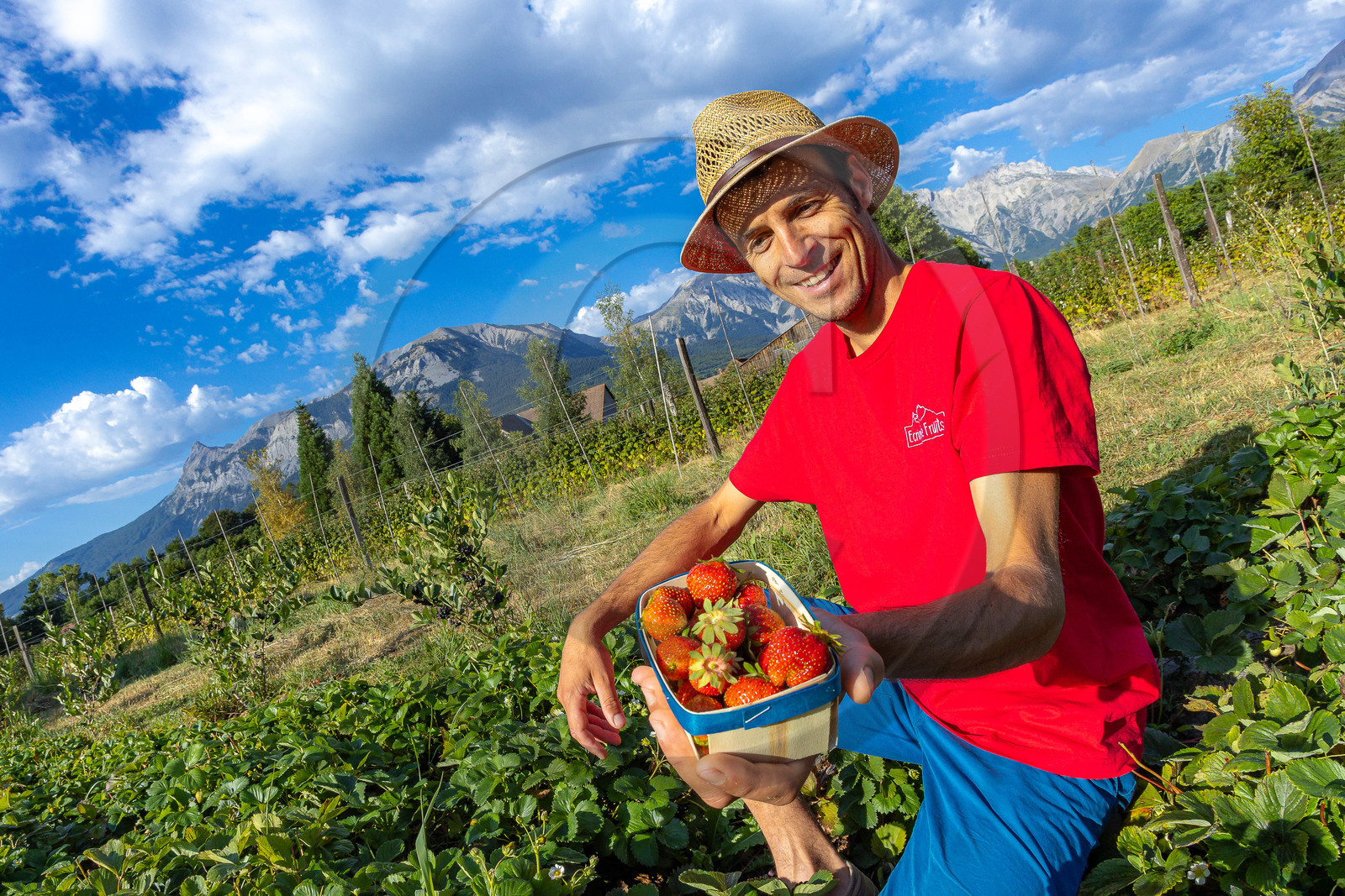 Ecrins de fruits, producteur de fruits rouges