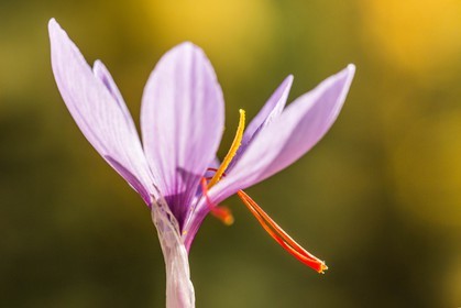safran, le crocus sativus