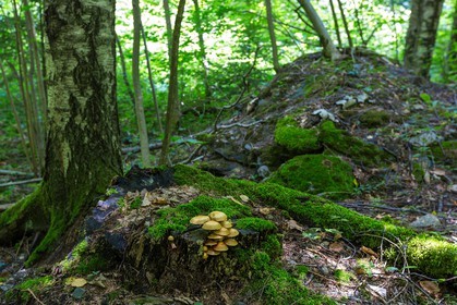 ENS de l'Isère, Vieille morte de Bourg d'Oisans
