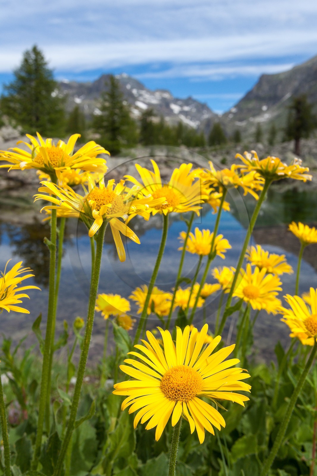 Doronic à grandes fleurs, Doronicum grandiflorum