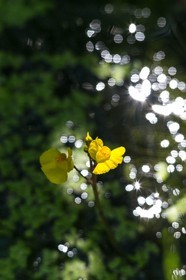 ENS de l'Isère, Tourbières de l'Herretang, petite utriculaire (Utricularia minor)