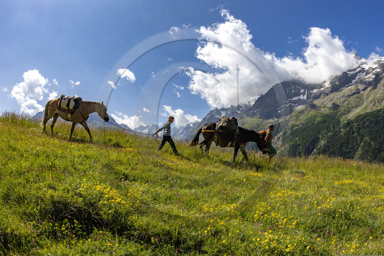 Trek famille avec animaux de bats