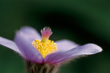 Pulsatille de Haller, Pulsatilla halleri