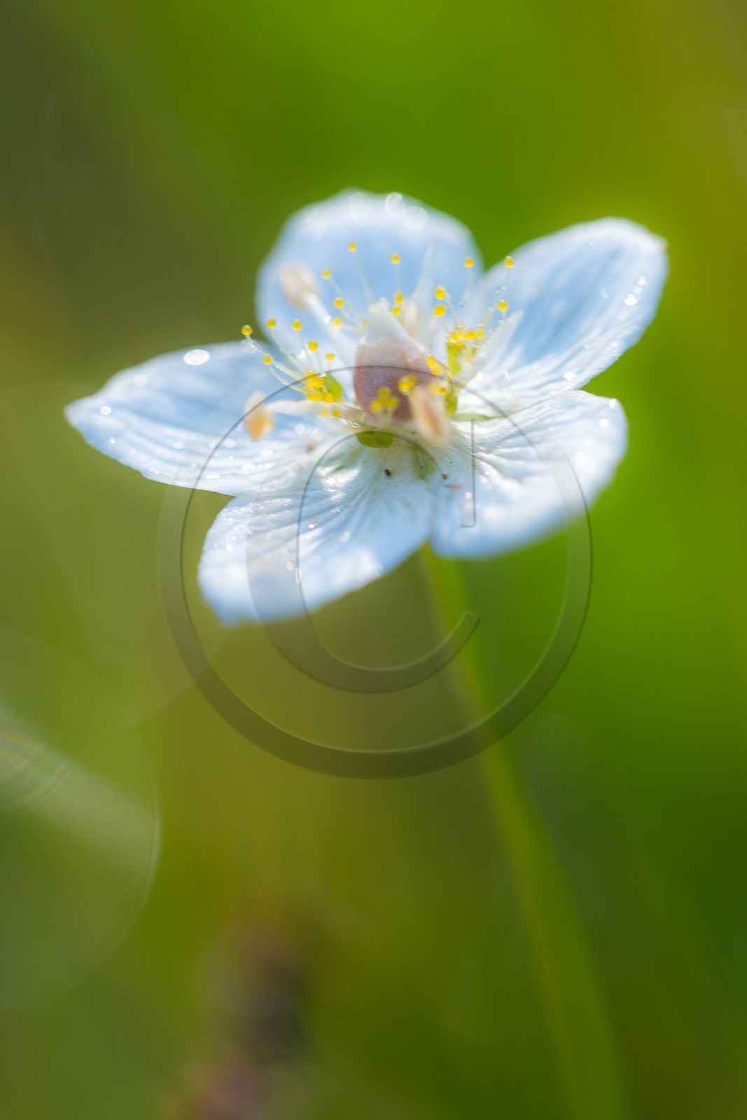 ENS de l'Isère,Tourbières du Peuil