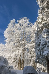 ENS de l'Isère, Les Ecouges