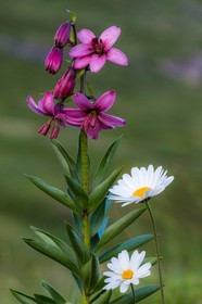Lis martagon, Lilium martagon