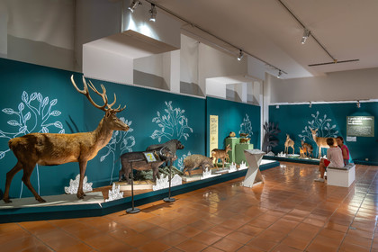 Musée Muséum départemental des Hautes-Alpes, Exposition Nuit