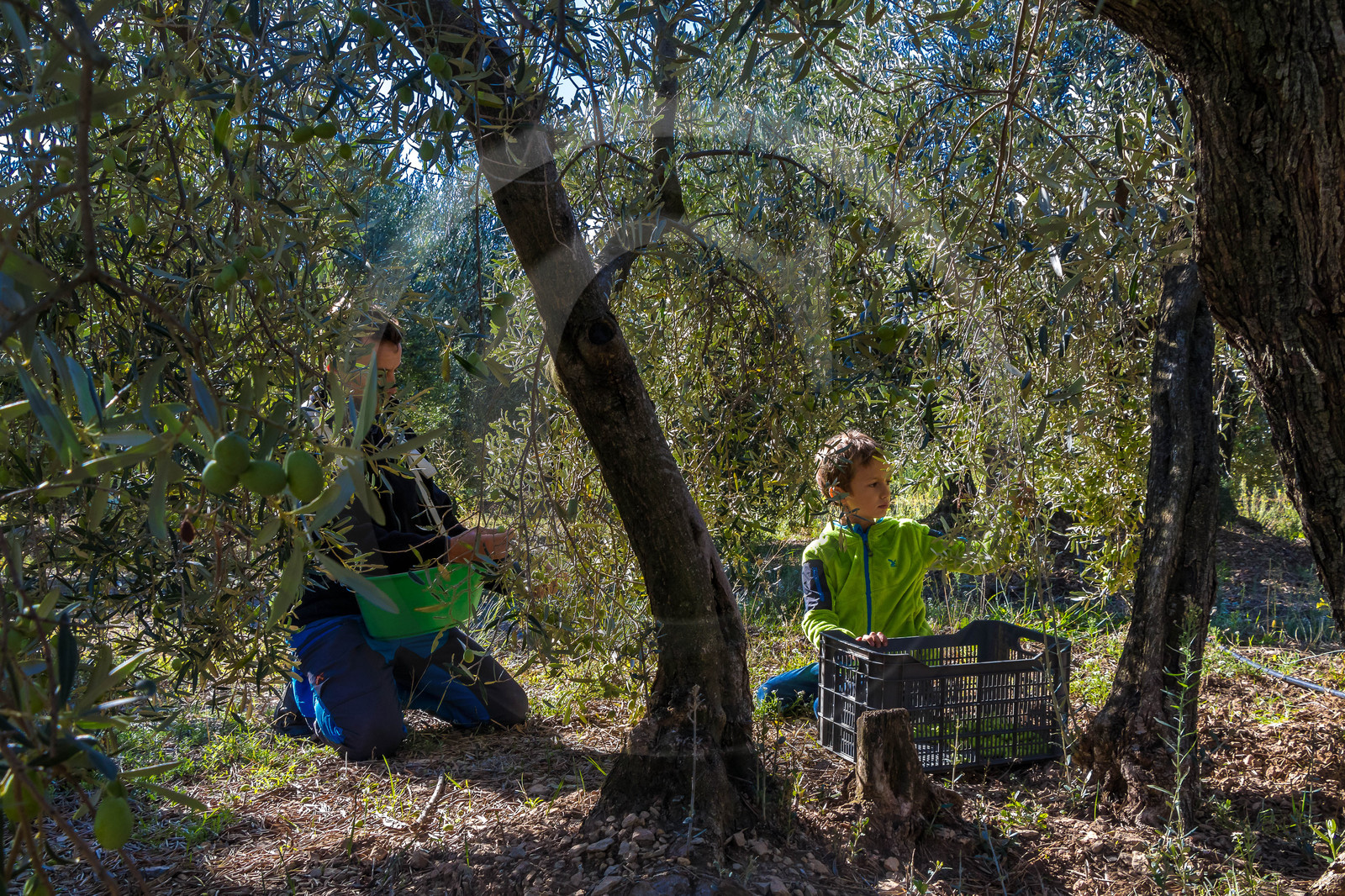 Le verger des Baux, Olivier Roman