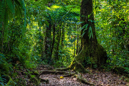 Forêt tropicale, Parc national de la Guadeloupe