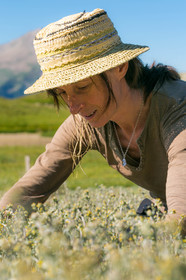Bruno Gonnon, cultivateur de génépi bio