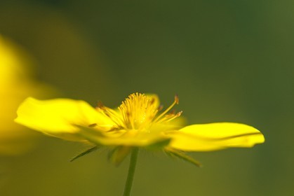 Potentille du Dauphiné, Potentilla delphinensis