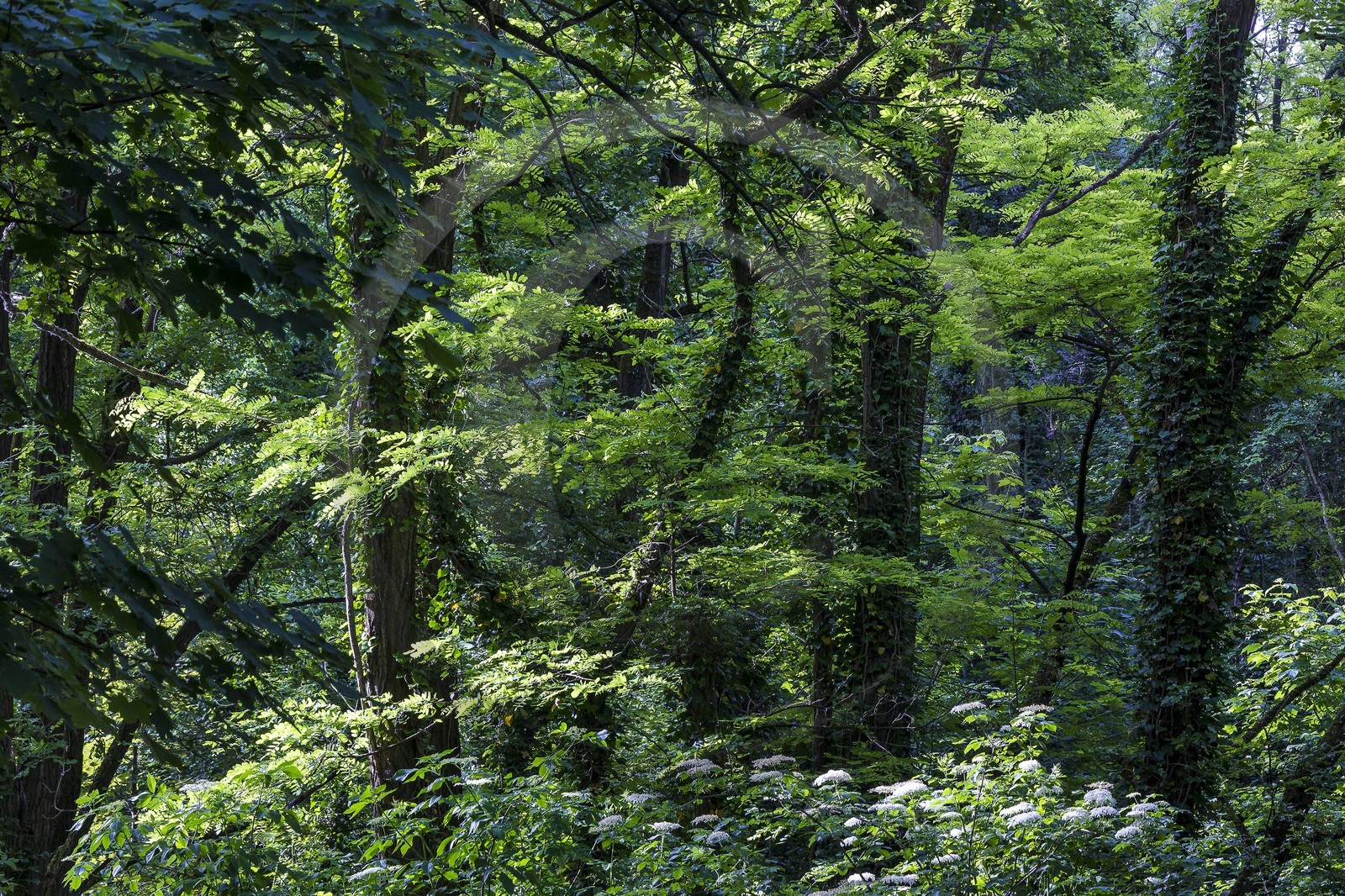 ENS de l'Isère, Boucle de la Taillat