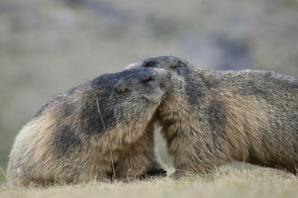 Marmotte des Alpes ( Marmota marmota )