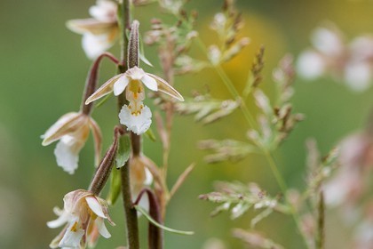 Epipactis des marais, Epipactis palustris
