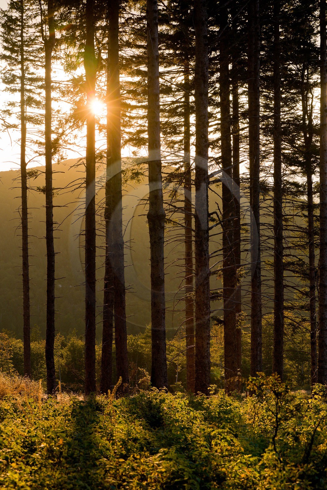 Parc national des Cévennes, forêt du Mont Aigoual