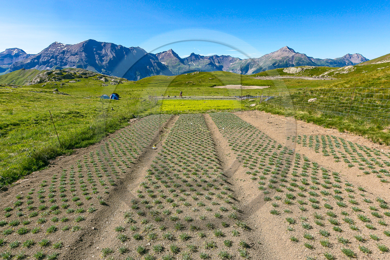 Bruno Gonnon, cultivateur de génépi bio