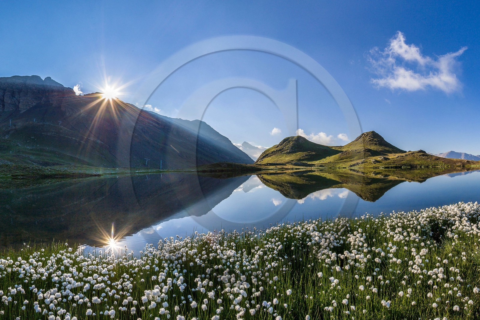 Orcières 1850, linaigrettes au lac Jumeaux et le Roc Diolon