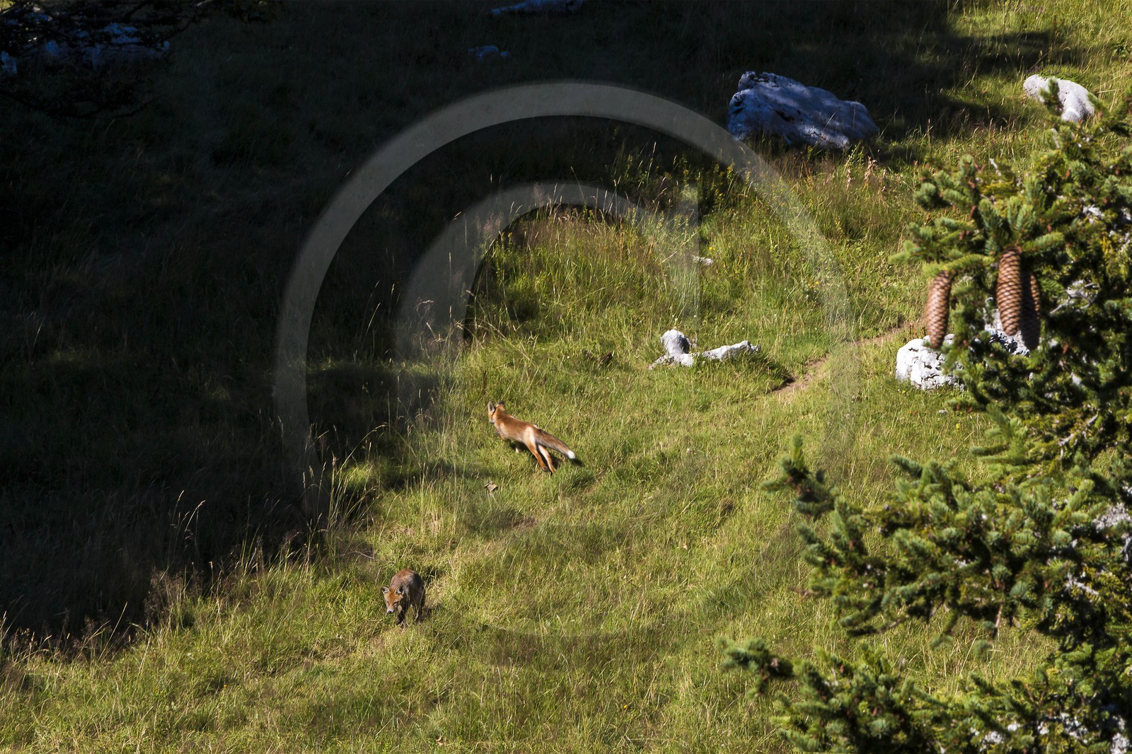 ENS de l'Isère, Plateau de la Molière et du Sornin, du plateau de Sornin