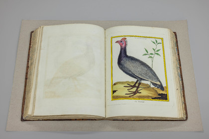 Musée Muséum départemental des Hautes-Alpes, Bibliothèque patrimoniale Olphe-Galliard