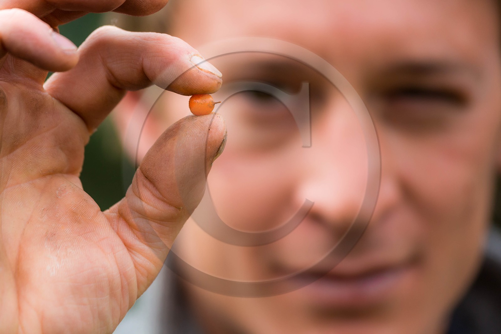 David Viveau agriculteur, producteur de baies d'argousier