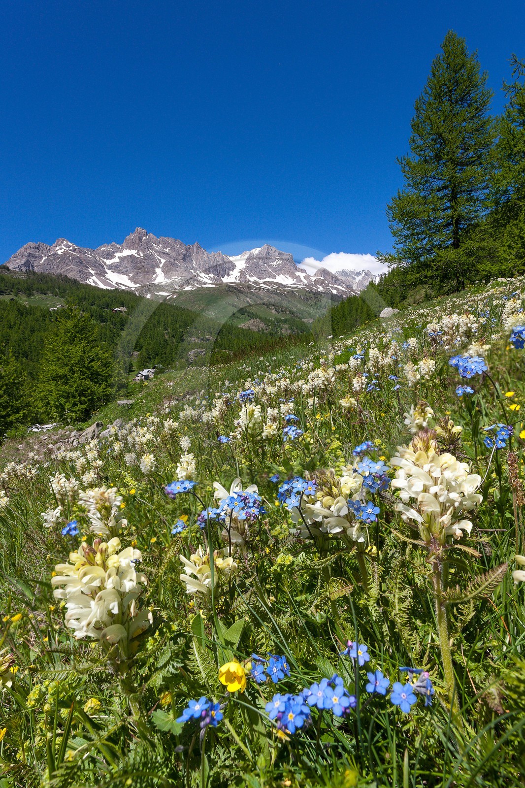 Pédiculaire tubéreuse, Pedicularis tuberosa et Myosotis