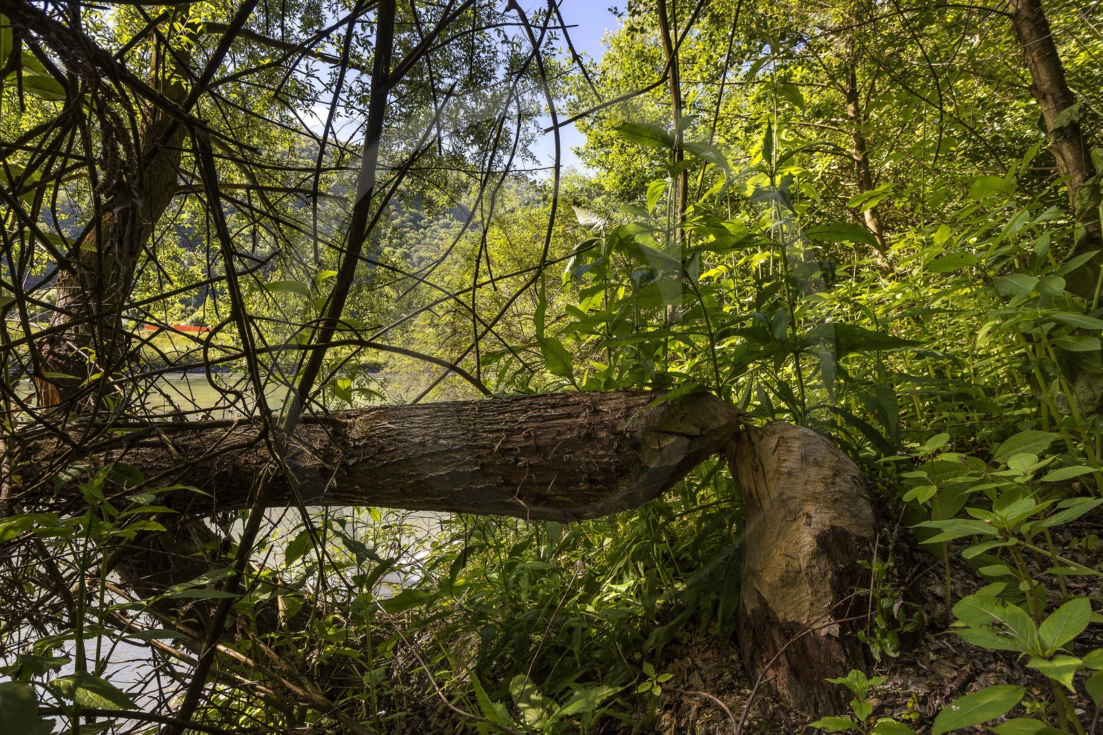 ENS de l'Isère, Boucle de la Taillat