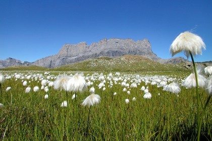 Réserve naturelle de Passy, Linaigrette de Scheuchzer ( Eriophorum scheuchzeri ) et la chaine des Fiz